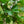 Load image into Gallery viewer, Powhatan Crape Myrtle