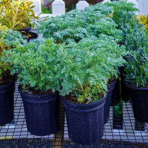 Powis Castle Wormwood