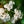 Load image into Gallery viewer, Prague Viburnum