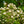 Load image into Gallery viewer, Prague Viburnum