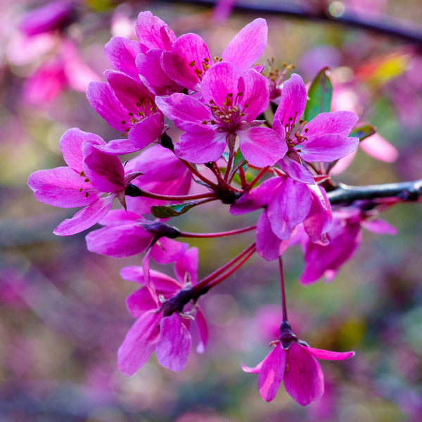 Prairie Fire Crabapple