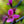 Load image into Gallery viewer, Prairie Fire Crabapple