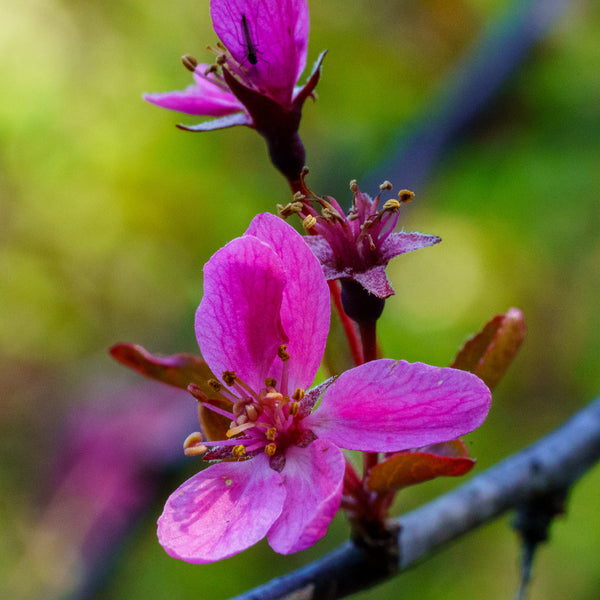 Prairie Fire Crabapple