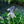Load image into Gallery viewer, Prairie Sky Hosta