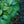 Load image into Gallery viewer, Prairie Sky Hosta