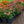 Load image into Gallery viewer, Prairie Splendor Coneflower