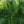Load image into Gallery viewer, Prairie Statesman Swiss Stone Pine