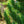 Load image into Gallery viewer, Prairie Statesman Swiss Stone Pine