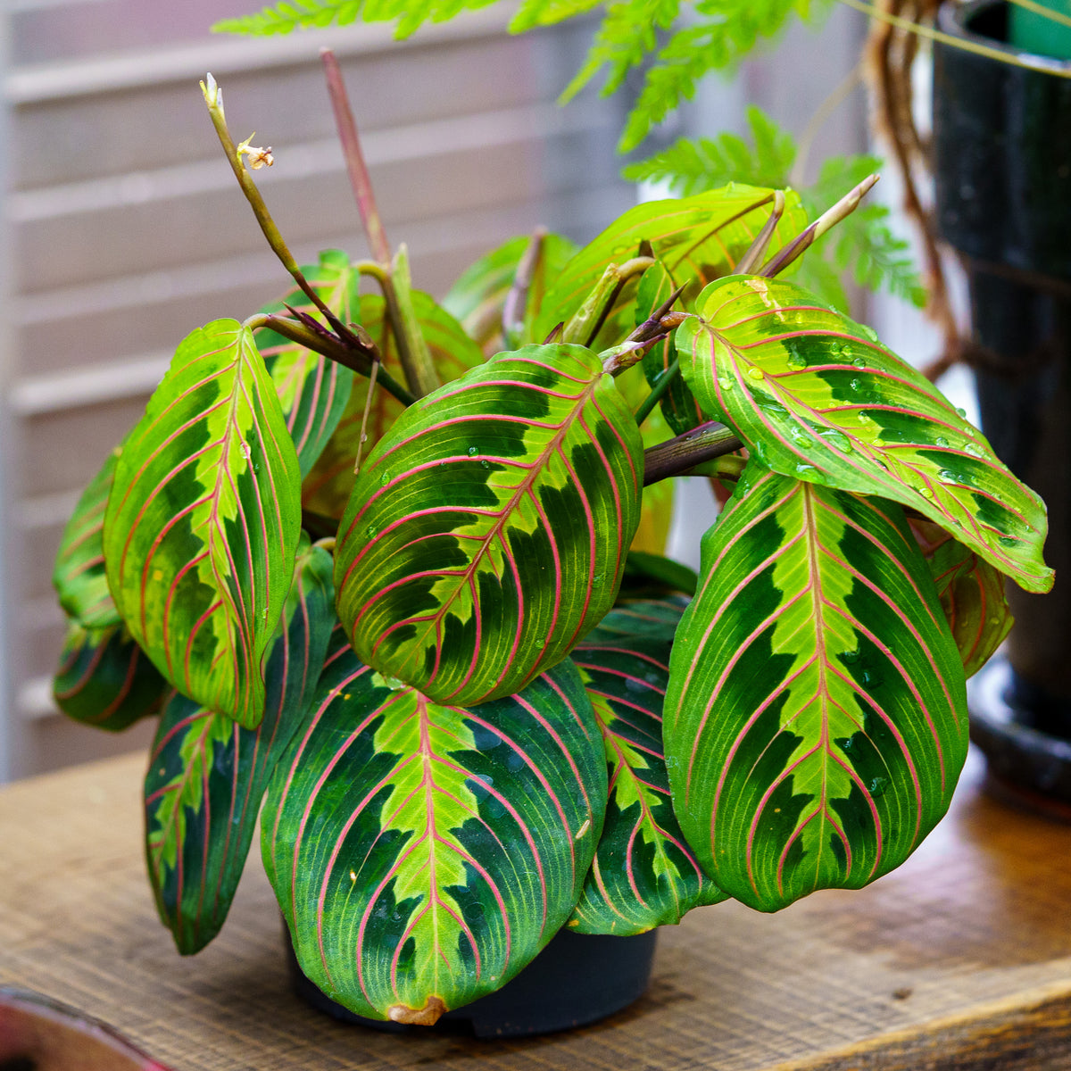 Prayer Plant – Plant Detectives