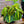 Load image into Gallery viewer, Prayer Plant - Other Houseplants - Houseplants
