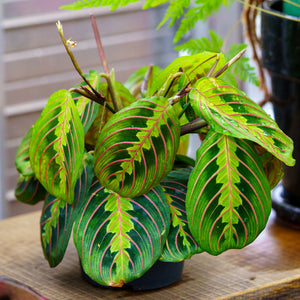 Prayer Plant