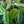 Load image into Gallery viewer, Prayer Plant - Other Houseplants - Houseplants