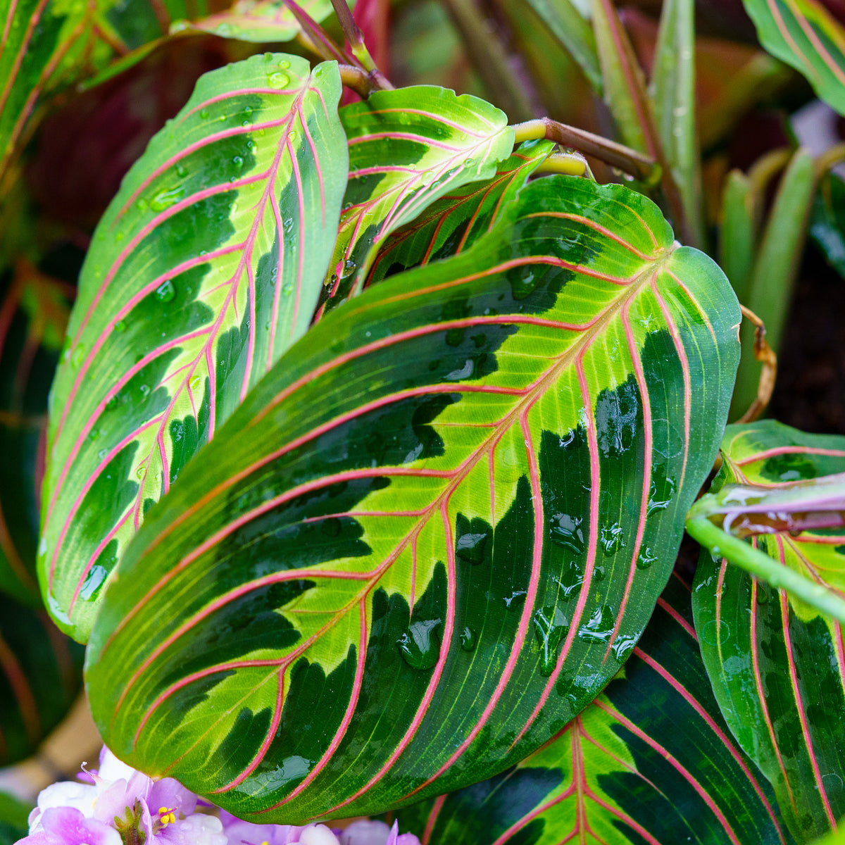 flower prayer plant Prayer Plant – Plant Detectives