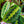 Load image into Gallery viewer, Prayer Plant - Other Houseplants - Houseplants