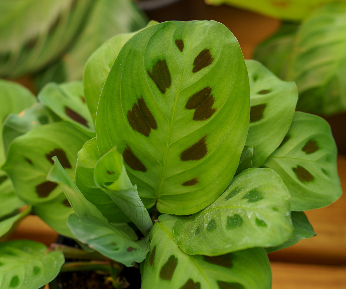 prayer plant maranta Prayer Plant – Plant Detectives