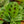 Load image into Gallery viewer, Prayer Plant