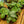 Load image into Gallery viewer, Prayer Plant