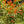 Load image into Gallery viewer, Prelude Pieris