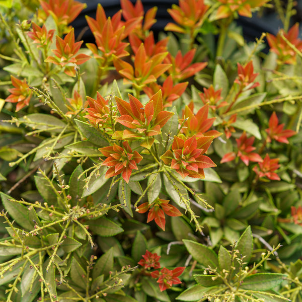 Prelude Pieris