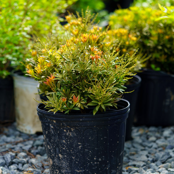 Prelude Pieris