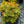 Load image into Gallery viewer, Prelude Pieris