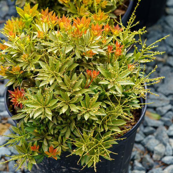Prelude Pieris