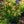 Load image into Gallery viewer, Prelude Pieris
