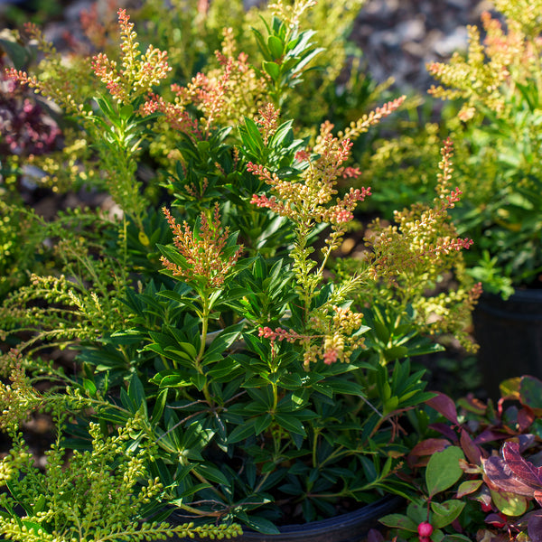 Prelude Pieris
