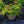 Load image into Gallery viewer, Prelude Pieris