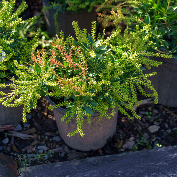 Prelude Pieris
