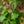 Load image into Gallery viewer, President Poincare Lilac