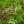 Load image into Gallery viewer, President Poincare Lilac
