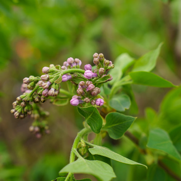 President Poincare Lilac