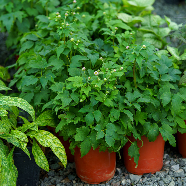 Pretty Lady Emily Anemone