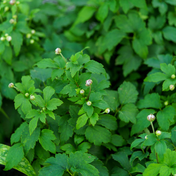 Pretty Lady Emily Anemone