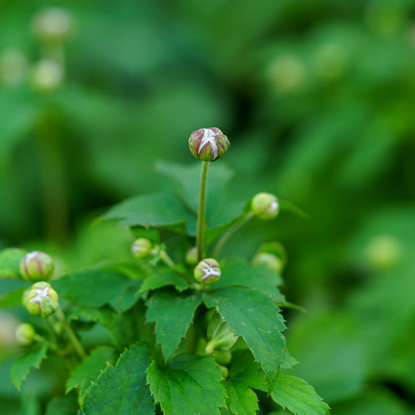Pretty Lady Emily Anemone