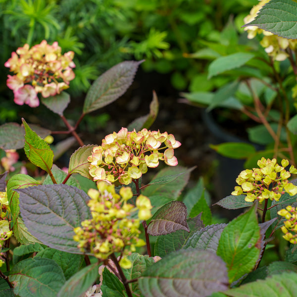 Preziosa Mountain Hydrangea