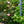 Load image into Gallery viewer, Preziosa Mountain Hydrangea