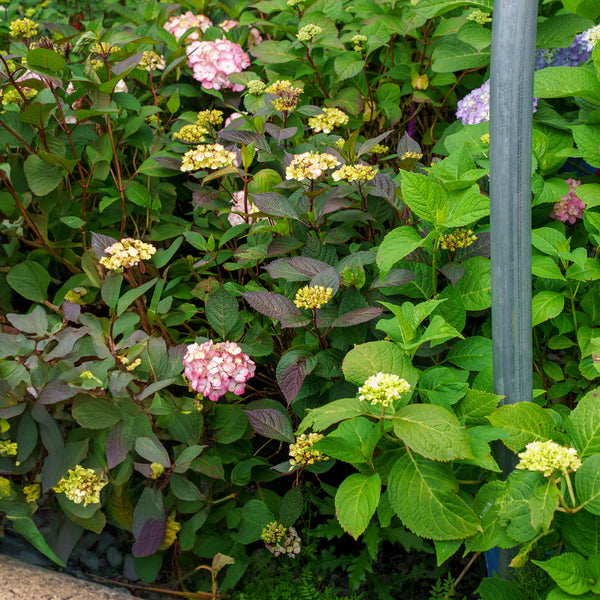 Preziosa Mountain Hydrangea