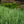 Load image into Gallery viewer, Prime Time Russian Sage