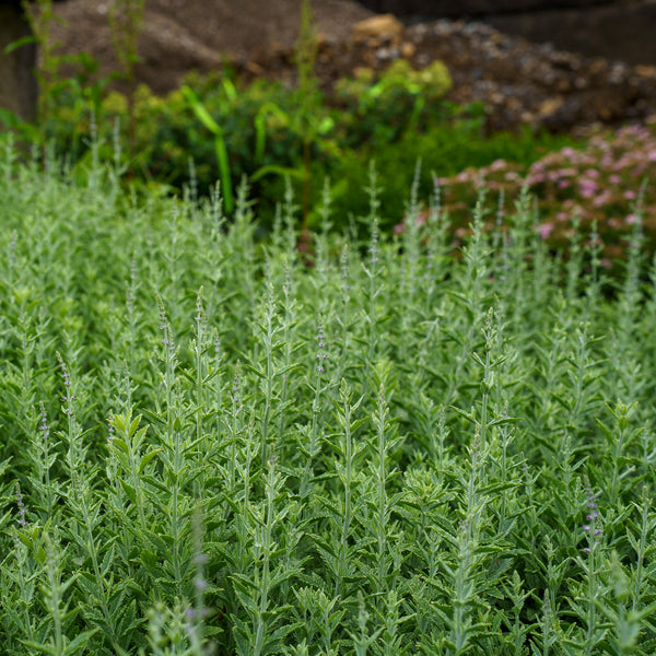 Prime Time Russian Sage