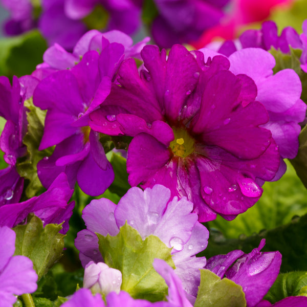 German Primrose
