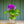 Load image into Gallery viewer, German Primrose - Other Perennials - Perennials