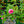 Load image into Gallery viewer, Princess Alexandra of Kent Shrub Rose