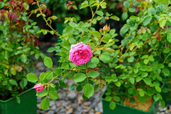 Princess Alexandra of Kent Shrub Rose
