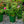 Load image into Gallery viewer, Princess Alexandra of Kent Shrub Rose