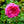 Load image into Gallery viewer, Princess Alexandra of Kent Shrub Rose