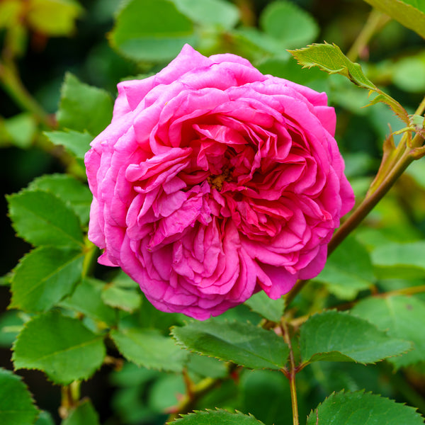 Princess Alexandra of Kent Shrub Rose