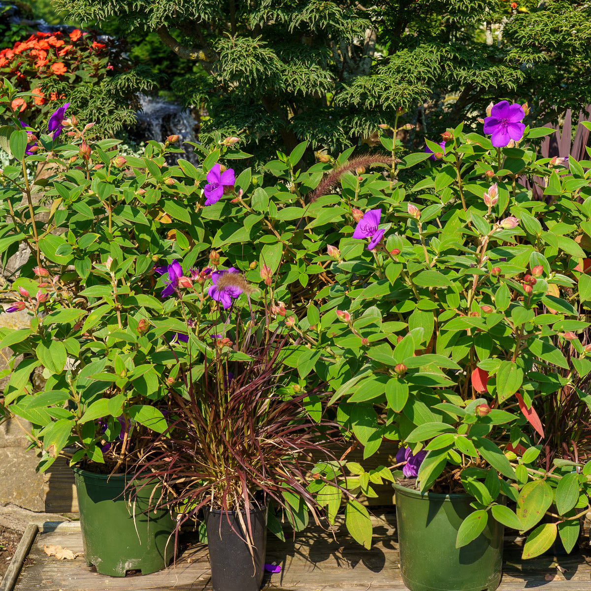Princess Flower – Plant Detectives