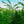 Load image into Gallery viewer, Princeton American Elm - Elm - Shade Trees